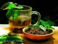 תה תוסס וסיבים מעשבי תיבול ארומטיים