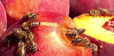 חייה של משפחת דבורים בחורף