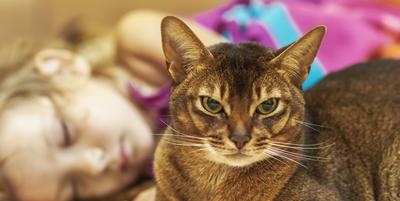Pets that a person with allergies can keep