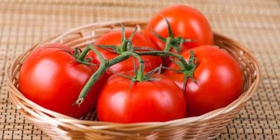 איך להשיג יבול עגבניות עשיר שישמח את כולם?
