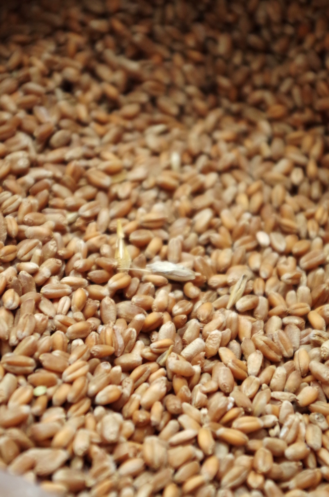 Wheat: selection and storage